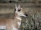 Pronghorn Antelope