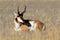 Pronghorn Antelope (Antilocapra americana)