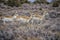 Pronghorn Antelope (Antilocapra americana)