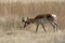 Pronghorn Antelope Buck