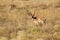 Pronghorn Antelope Buck