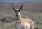 Pronghorn Antelope Buck Alert