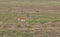 Pronghorn Antelope Buck on the Arizona Prairie