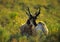 Pronghorn Antelope Buck Backlit