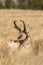 Pronghorn Antelope Buck Bedded