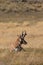 Pronghorn Antelope Buck Bedded