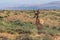 Pronghorn Antelope Buck in Colorado