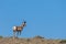 Pronghorn Antelope Buck in the High Desert