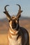 Pronghorn Antelope Buck Portrait