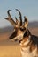 Pronghorn Antelope Buck Portrait