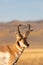 Pronghorn Antelope Buck Portrait in Autumn