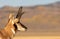 Pronghorn Antelope Buck Portrait in Autumn