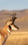 Pronghorn Antelope Buck Portrait in Fall