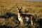 Pronghorn Antelope Buck Posing