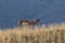 Pronghorn Antelope Buck on ridge