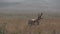 Pronghorn Antelope Buck Running