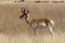 Pronghorn Antelope Buck in Tall Grass