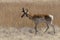 Pronghorn Antelope Buck Walking