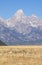 Pronghorn Antelope Bucks in Fall in Grand Teton National Park