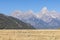 Pronghorn Antelope Bucks in Grand Teton National Park