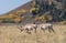 Pronghorn Antelope Bucks in Grand Teton National Park
