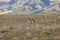 Pronghorn Antelope Bucks on the Utah Prairie