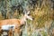 Pronghorn Antelope Closeup