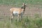 Pronghorn Antelope in Custer State Park