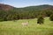 Pronghorn Antelope in Custer State Park South Dakota USA