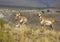Pronghorn Antelope Doe and Fawns