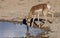 Pronghorn Antelope Doe Reflection in a Desert Waterhole