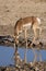 Pronghorn Antelope Doe Reflection in a Desert Waterhole in Utah