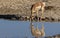 Pronghorn Antelope Doe Reflection in a Desert Waterhole in Utah