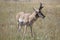 Pronghorn Antelope Eating