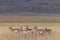 Pronghorn Antelope in Fall in Wyoming