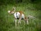 Pronghorn antelope and fawn in Custer State Park South Dakota USA