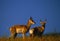 Pronghorn Antelope Fawns