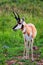 Pronghorn antelope grazing