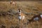 Pronghorn Antelope Grazing