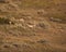 Pronghorn antelope grazing on berries in the brush