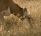 Pronghorn Antelope Grazing Montana