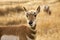 Pronghorn Antelope Grazing Montana