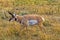 Pronghorn Antelope grazing in Yellowstone National Park, Wyoming, USA