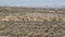 Pronghorn Antelope herd in desert