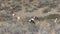 Pronghorn Antelope Herd Grazing