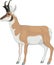 Pronghorn Antelope Illustration