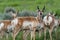 Pronghorn Antelope Looks Back