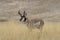 Pronghorn Antelope in Montana