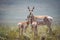 Pronghorn Antelope Mother and Babies