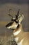 Pronghorn Antelope Portrait